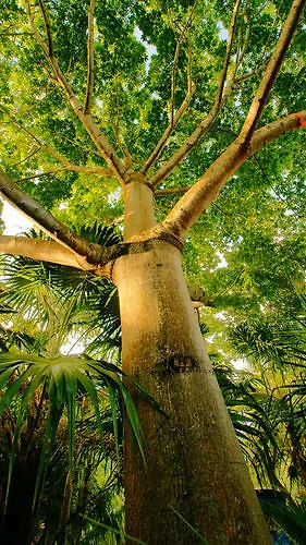 Hotel Dos Ceibas Tulum - Massage & Yoga Inclusive